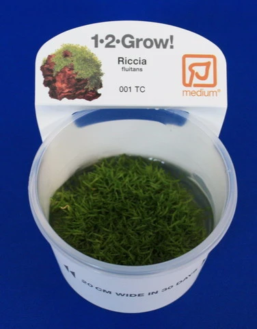 1-2-GROW! Kleines Teichlebermoos / Riccia Fluitans Von TROPICA, Moos 3 1-2-GROW! Kleines Teichlebermoos / Riccia Fluitans Von TROPICA, Moos