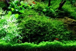 In-Vitro Christmas Moss / Vesicularia Dubyana 'Christmas', Moos -Pflanzen Serien Rabatt 003ATC T 1 3 1