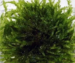 1-2-GROW! Trauermoos / Vesicularia Ferriei 'Weeping' Von TROPICA, Moos 5 1-2-GROW! Trauermoos / Vesicularia Ferriei 'Weeping' Von TROPICA, Moos -Pflanzen Serien Rabatt 003BTC T 1 3 1