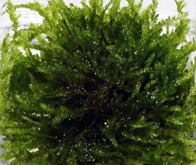 In-Vitro Trauermoos / Vesicularia Ferriei 'Weeping', Moos 4 In-Vitro Trauermoos / Vesicularia Ferriei 'Weeping', Moos – Bild 2