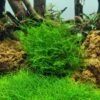 1-2-GROW! Ufermoos / Leptodictyum Riparium Von TROPICA 2 1-2-GROW! Ufermoos / Leptodictyum Riparium Von TROPICA -Pflanzen Serien Rabatt 003Etc T 1 1