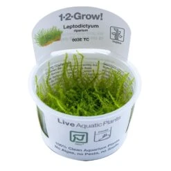 1-2-GROW! Ufermoos / Leptodictyum Riparium Von TROPICA -Pflanzen Serien Rabatt 003Etc T 1 2