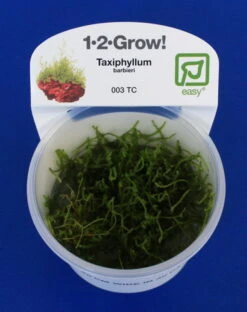 1-2-GROW! Javamoos / Taxiphyllum Barbieri 'Bogor Moss' Von TROPICA, Moos -Pflanzen Serien Rabatt 003TC T 1 2