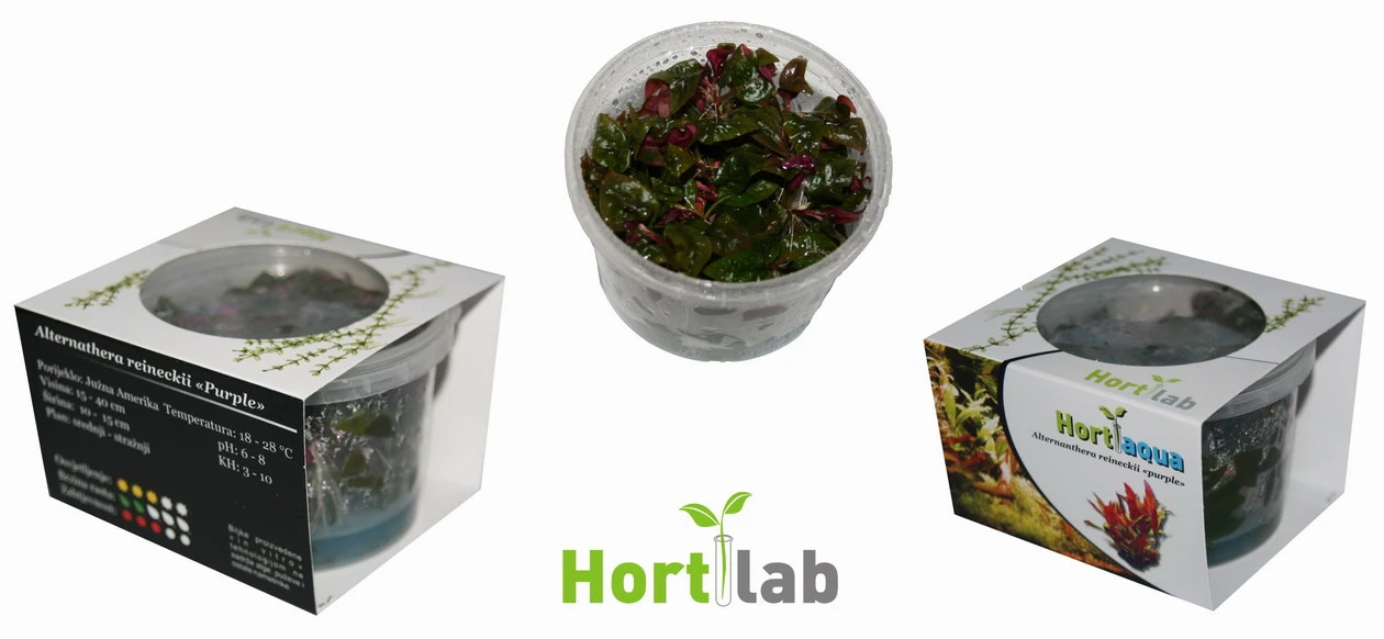 XL In-Vitro Burgunderrotes Papageienblatt / Alternanthera PURPLE Im XL-Cup 4 XL In-Vitro Burgunderrotes Papageienblatt / Alternanthera PURPLE Im XL-Cup – Bild 2