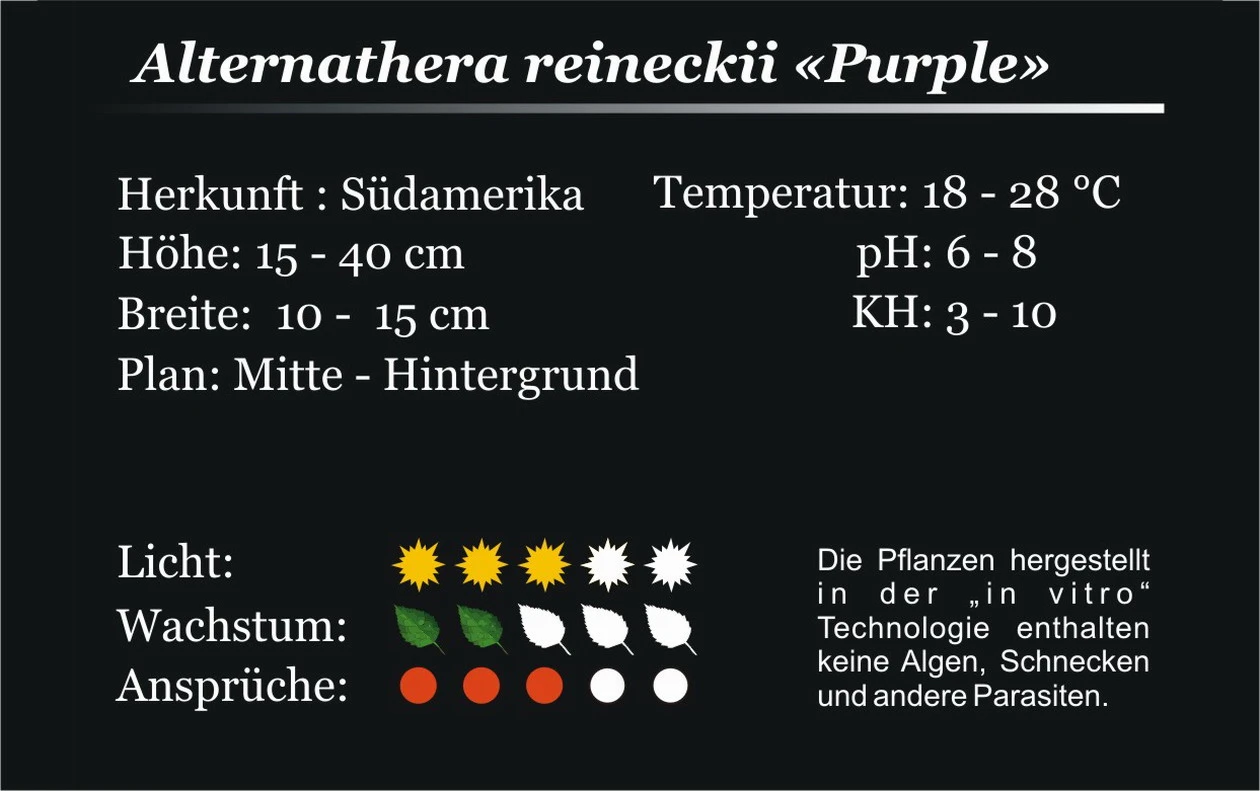 XL In-Vitro Burgunderrotes Papageienblatt / Alternanthera PURPLE Im XL-Cup 5 XL In-Vitro Burgunderrotes Papageienblatt / Alternanthera PURPLE Im XL-Cup – Bild 3