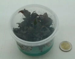 XL In-Vitro Burgunderrotes Papageienblatt / Alternanthera PURPLE Im XL-Cup 9 XL In-Vitro Burgunderrotes Papageienblatt / Alternanthera PURPLE Im XL-Cup -Pflanzen Serien Rabatt 006HB 1 7