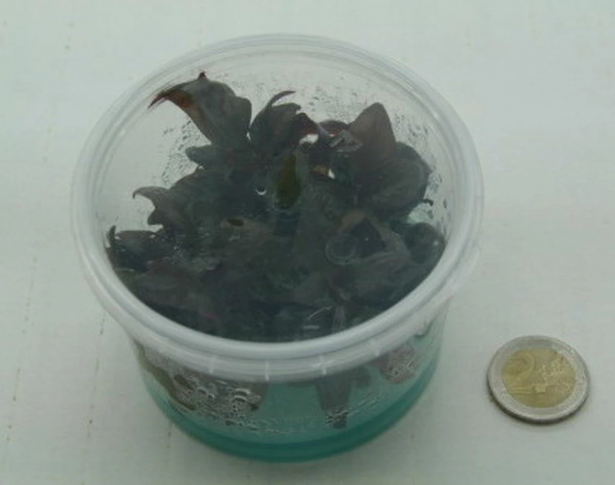 XL In-Vitro Burgunderrotes Papageienblatt / Alternanthera PURPLE Im XL-Cup 6 XL In-Vitro Burgunderrotes Papageienblatt / Alternanthera PURPLE Im XL-Cup – Bild 4