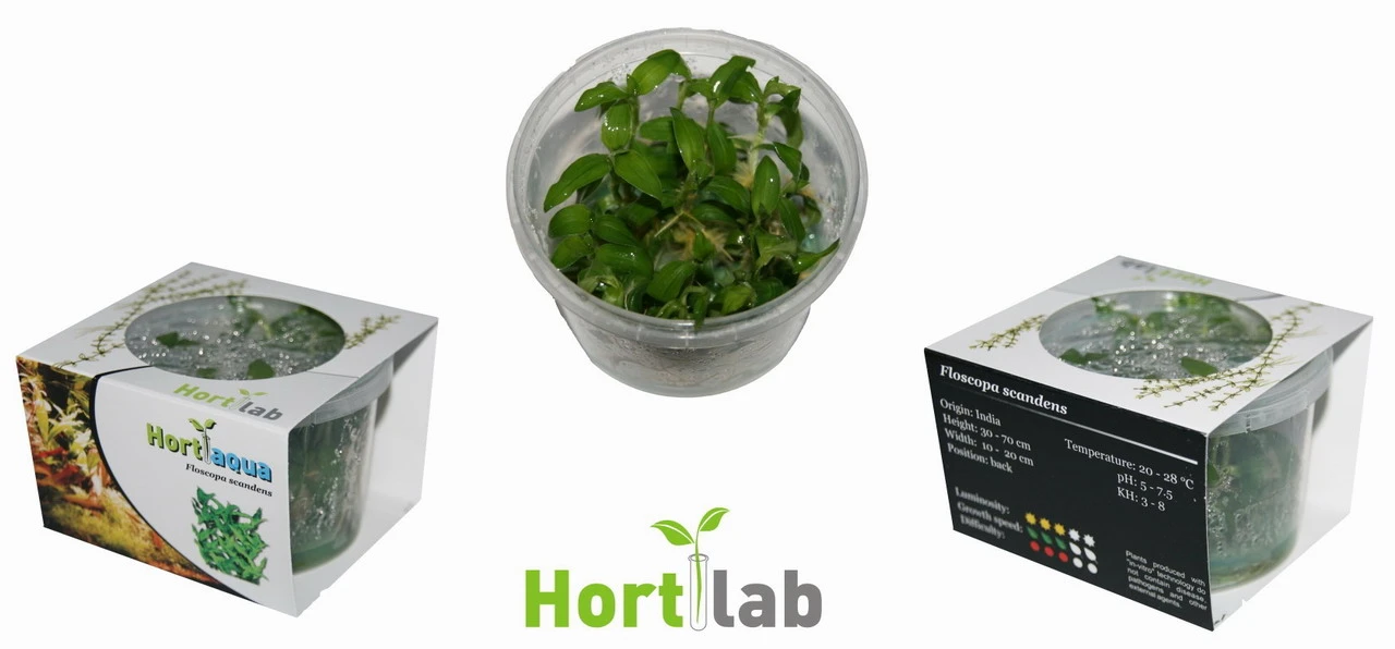 XL In-Vitro Mini Bamboo / Floscopa Scadens Im XL-Cup 3 XL In-Vitro Mini Bamboo / Floscopa Scadens Im XL-Cup