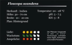 XL In-Vitro Mini Bamboo / Floscopa Scadens Im XL-Cup 6 XL In-Vitro Mini Bamboo / Floscopa Scadens Im XL-Cup -Pflanzen Serien Rabatt 008HB 1 4