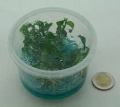 XL In-Vitro Mini Bamboo / Floscopa Scadens Im XL-Cup 7 XL In-Vitro Mini Bamboo / Floscopa Scadens Im XL-Cup -Pflanzen Serien Rabatt 008HB 1 6