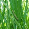 Kalmus / Acorus Calamus Im 9x9 Cm Topf 2 Kalmus / Acorus Calamus Im 9x9 Cm Topf -Pflanzen Serien Rabatt 010Wo 1 1
