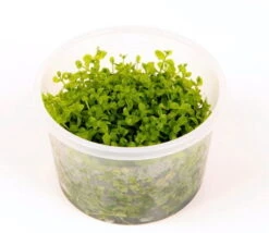 1-2-GROW! Monte-Carlo Zwergperlkraut / Micranthemum 'Monte Carlo' Von TROPICA 8 1-2-GROW! Monte-Carlo Zwergperlkraut / Micranthemum 'Monte Carlo' Von TROPICA -Pflanzen Serien Rabatt 025TC T 1 4