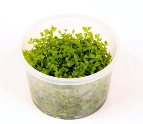 1-2-GROW! Monte-Carlo Zwergperlkraut / Micranthemum 'Monte Carlo' Von TROPICA 4 1-2-GROW! Monte-Carlo Zwergperlkraut / Micranthemum 'Monte Carlo' Von TROPICA – Bild 2