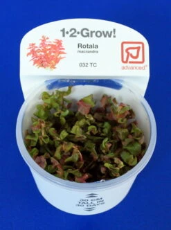 1-2-GROW! Japanischer Rotweiderich / Rotala Macrandra 'Japan' Von TROPICA 7 1-2-GROW! Japanischer Rotweiderich / Rotala Macrandra 'Japan' Von TROPICA -Pflanzen Serien Rabatt 032TC T 1 2