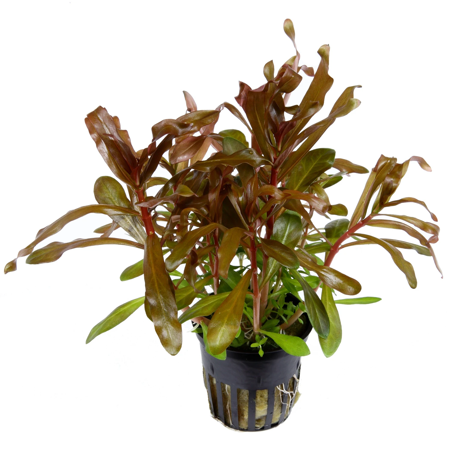 Dickstängelige Nesaea / Nesaea Crassicaulis Im Topf 4 Dickstängelige Nesaea / Nesaea Crassicaulis Im Topf – Bild 2