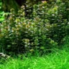 1-2-GROW! Bonsai Rotala / Rotala 'Bonsai' Von TROPICA 2 1-2-GROW! Bonsai Rotala / Rotala 'Bonsai' Von TROPICA -Pflanzen Serien Rabatt 033ETC T 1 1