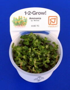 1-2-GROW! Bonsai Rotala / Rotala 'Bonsai' Von TROPICA -Pflanzen Serien Rabatt 033ETC T 1 2