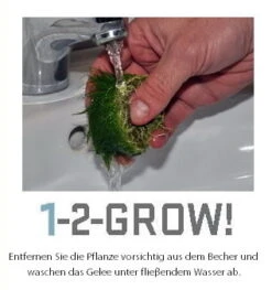 1-2-GROW! Bonsai Rotala / Rotala 'Bonsai' Von TROPICA -Pflanzen Serien Rabatt 033ETC T 1 5