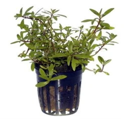 Ludwigia Inclinata 'Cuba' Im Topf -Pflanzen Serien Rabatt 035C T 1 2
