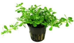 Kleines Kompaktes Fettblatt / Bacopa 'Compact' 6 Kleines Kompaktes Fettblatt / Bacopa 'Compact' -Pflanzen Serien Rabatt 044A T 1 2
