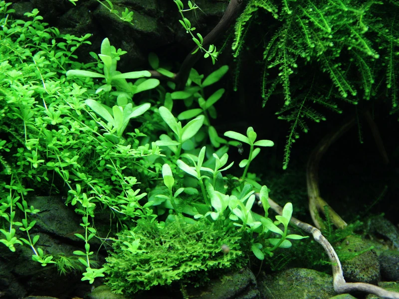 Kleines Kompaktes Fettblatt / Bacopa 'Compact' 5 Kleines Kompaktes Fettblatt / Bacopa 'Compact' – Bild 3