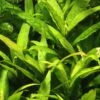 MUTTERPFLANZE Thailändischer Wasserfreund / Hygrophila Corymbosa 'Siamensis' -Pflanzen Serien Rabatt 053aXL T 1 1