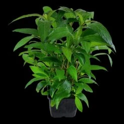 MUTTERPFLANZE Thailändischer Wasserfreund / Hygrophila Corymbosa 'Siamensis' -Pflanzen Serien Rabatt 053aXL T 1 3