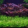 1-2-GROW! Grasartige Zwergschwertpflanze / Helanthium Tenellum 'Green' Von TROPICA 2 1-2-GROW! Grasartige Zwergschwertpflanze / Helanthium Tenellum 'Green' Von TROPICA -Pflanzen Serien Rabatt 067TC T 1 2