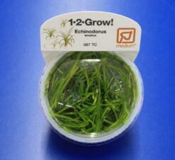 1-2-GROW! Grasartige Zwergschwertpflanze / Helanthium Tenellum 'Green' Von TROPICA -Pflanzen Serien Rabatt 067TC T 1 4