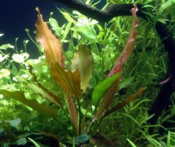 MUTTERPFLANZE Rosa Schwertpflanze / Echinodorus 'Rose'