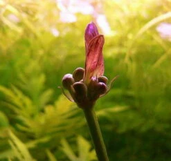 MUTTERPFLANZE Rot Getüpfelte Schwertpflanze / Echinodorus Ozelot (rot) -Pflanzen Serien Rabatt 073fXL T 1 2