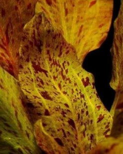 MUTTERPFLANZE Rot Getüpfelte Schwertpflanze / Echinodorus Ozelot (rot) -Pflanzen Serien Rabatt 073fXL T 1 4