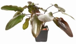 MUTTERPFLANZE Rot Getüpfelte Schwertpflanze / Echinodorus Ozelot (rot) -Pflanzen Serien Rabatt 073fXL T 1 8