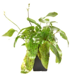 MUTTERPFLANZE Gefleckte Grüne Schwertpflanze / Echinodorus Ozelot Grün -Pflanzen Serien Rabatt 073gXL T 1 8