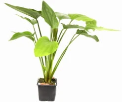 MUTTERPFLANZE Steifblättriger Froschlöffel / Echinodorus 'Palaefolius' Var. Latifolius -Pflanzen Serien Rabatt 076XL T 1 4