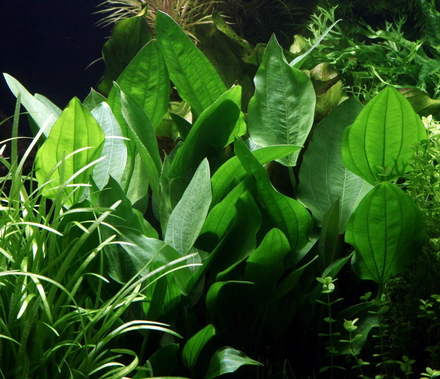 Steifblättriger Froschlöffel / Echinodorus 'Palaefolius' Var. Latifolius 3 Steifblättriger Froschlöffel / Echinodorus 'Palaefolius' Var. Latifolius