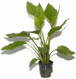 Steifblättriger Froschlöffel / Echinodorus 'Palaefolius' Var. Latifolius 5 Steifblättriger Froschlöffel / Echinodorus 'Palaefolius' Var. Latifolius -Pflanzen Serien Rabatt 076 T 1 3