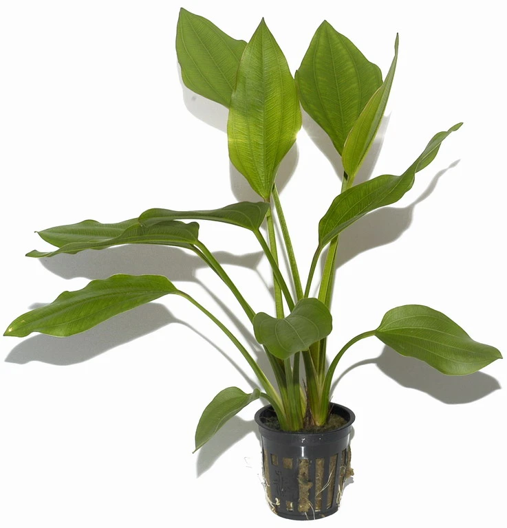 Steifblättriger Froschlöffel / Echinodorus 'Palaefolius' Var. Latifolius 4 Steifblättriger Froschlöffel / Echinodorus 'Palaefolius' Var. Latifolius – Bild 2