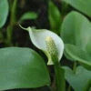 Drachenwurz / Calla Palustris Im 9x9 Cm Topf 2 Drachenwurz / Calla Palustris Im 9x9 Cm Topf -Pflanzen Serien Rabatt 080Wo 1 1