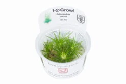 1-2-GROW! Eriocaulon Cinereum *TOP Rarität* -Pflanzen Serien Rabatt 091TC T 1 3 1