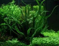 MUTTERPFLANZE Flutende Hakenlilie / Crinum Natans (Crinum Aquatica)