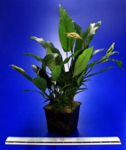 MUTTERPFLANZE Kleines Speerblatt / Anubias Barteri Var. Glabra - Minima -Pflanzen Serien Rabatt 10003BL 1 4