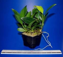 MUTTERPFLANZE Kongo-Speerblatt / Anubias Congensis -Pflanzen Serien Rabatt 10004BL 1 3