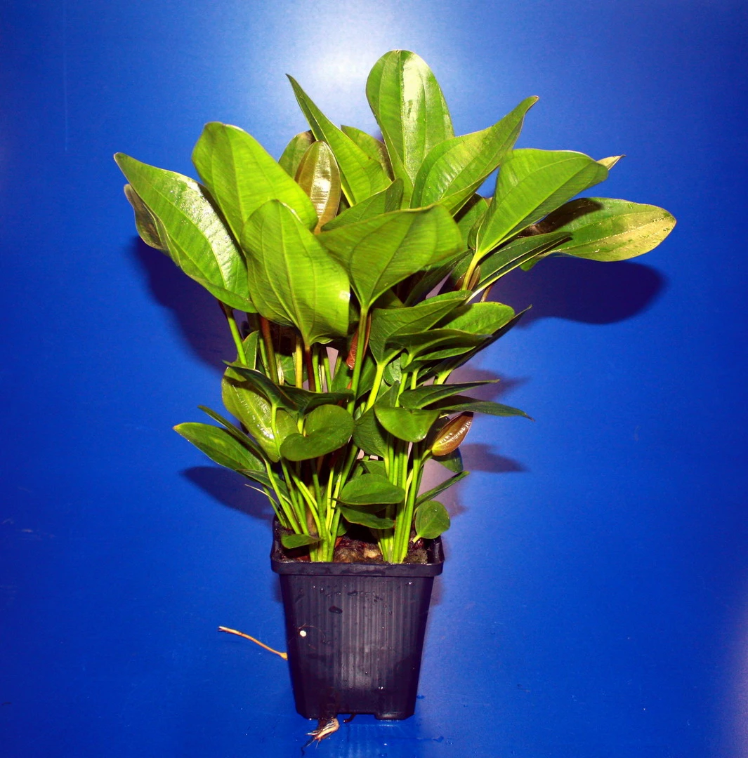 MUTTERPFLANZE Rötlicher Froschlöffel Harbig / Echinodorus Harbich Rot 3 MUTTERPFLANZE Rötlicher Froschlöffel Harbig / Echinodorus Harbich Rot