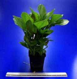 MUTTERPFLANZE Rötlicher Froschlöffel Harbig / Echinodorus Harbich Rot 5 MUTTERPFLANZE Rötlicher Froschlöffel Harbig / Echinodorus Harbich Rot -Pflanzen Serien Rabatt 10012BL 1 4