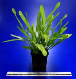 Pflanzen Serien Rabatt -Pflanzen Serien Rabatt 10013BL 1 4