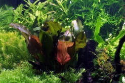 MUTTERPFLANZE Kleine Rote Schwertpflanze / Echinodorus Reni 6 MUTTERPFLANZE Kleine Rote Schwertpflanze / Echinodorus Reni -Pflanzen Serien Rabatt 10018BL 1 2