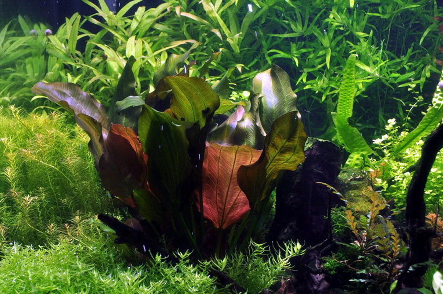 MUTTERPFLANZE Kleine Rote Schwertpflanze / Echinodorus Reni 4 MUTTERPFLANZE Kleine Rote Schwertpflanze / Echinodorus Reni – Bild 2