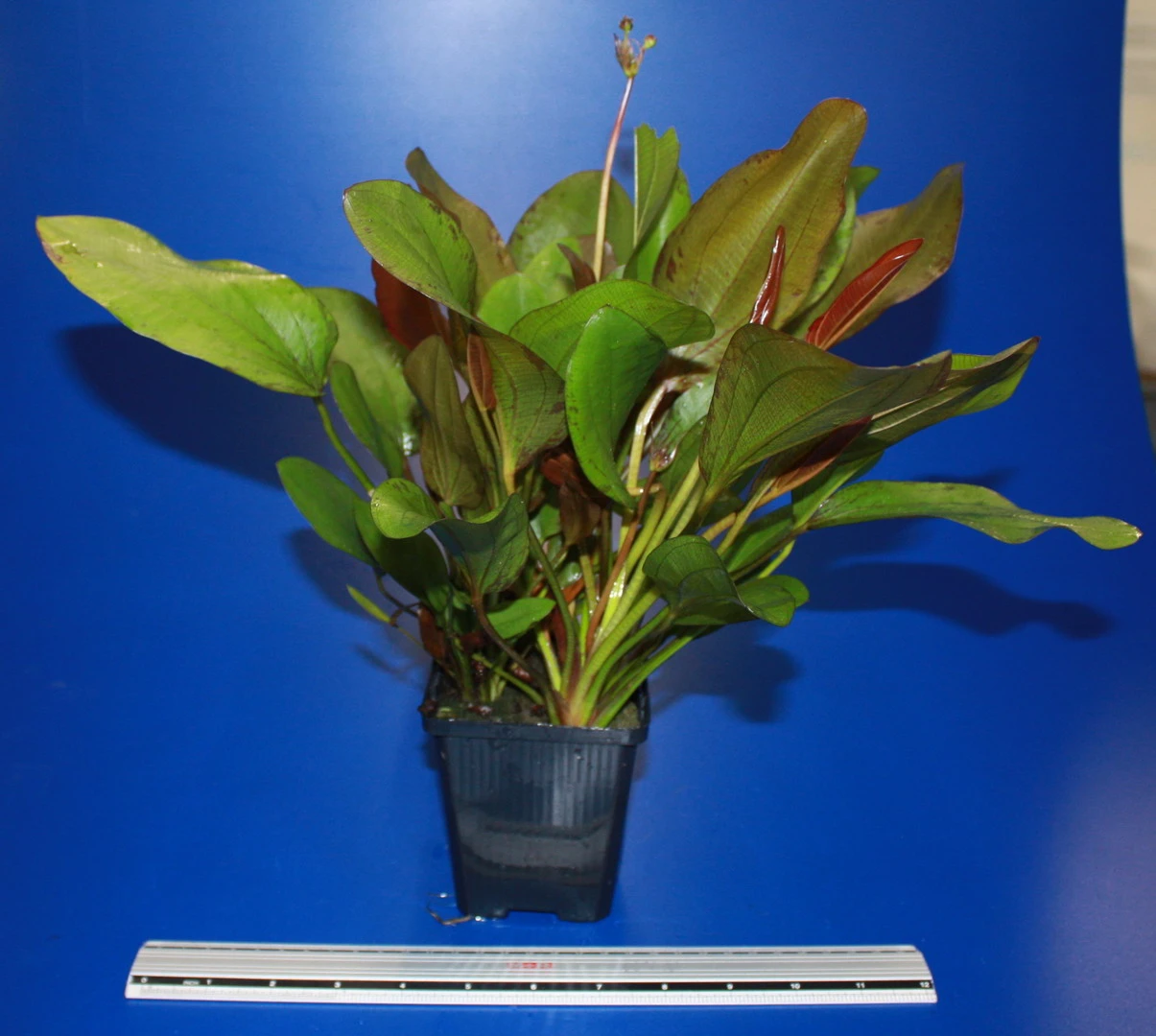 MUTTERPFLANZE Kleine Rote Schwertpflanze / Echinodorus Reni 5 MUTTERPFLANZE Kleine Rote Schwertpflanze / Echinodorus Reni – Bild 3