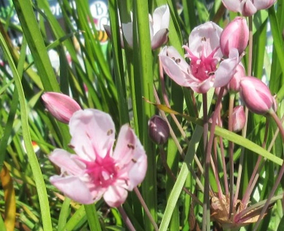 Schwanenblume - Blumenbinse / Butomus Umballatus Im 9x9 Cm Topf 3 Schwanenblume - Blumenbinse / Butomus Umballatus Im 9x9 Cm Topf